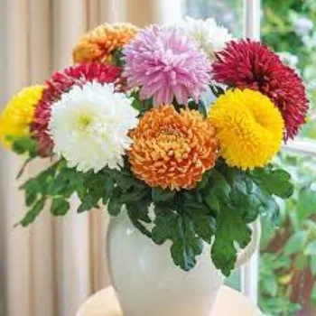 Natural Chrysanthemum Plants