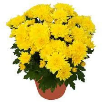 Chrysanthemum Yellow Plant Manufacturer