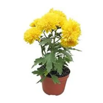 Chrysanthemum Plant Exporter