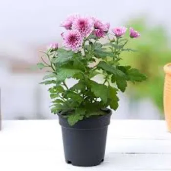 Chrysanthemum Plant Manufacturer