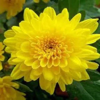 Organic Chrysanthemum Plant Manufacturer