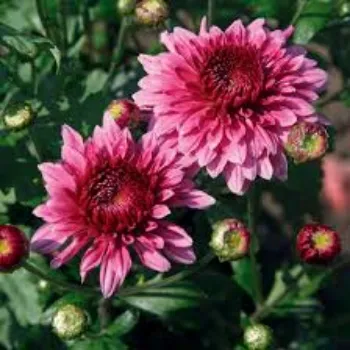 Natural Chrysanthemum Plants Manufacturer