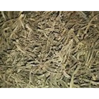 Common Clove Stem