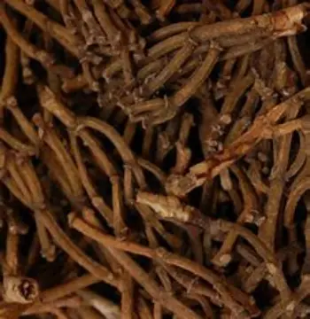 Fresh Clove Stem