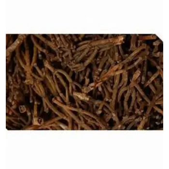 Clove Stem