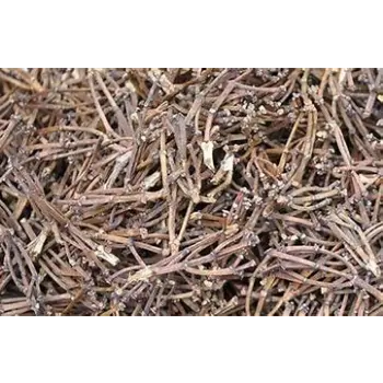 Clove Stem