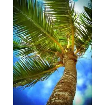 Coconut Plants Manufacturer