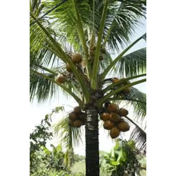 Natural Coconut Plants Manufacturer