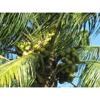 Natural Coconut Plants Manufacturer