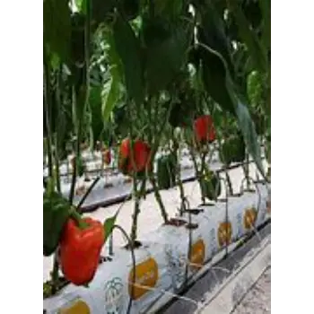 Good Quality Coco Peat Grow Bag