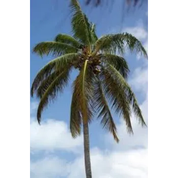 RAJESWARI NURSERY   Coconut Plant