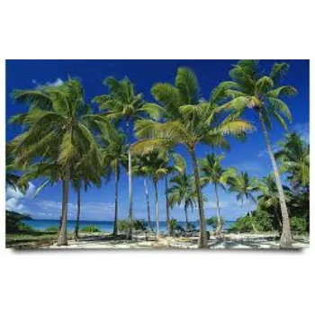  Organic Coconut Plant