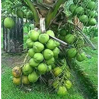 Natural Coconut Plant