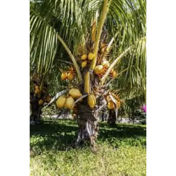 Roshni Agri forestry   Coconut Plant
