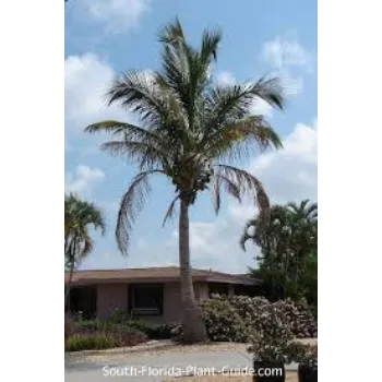 Organic Coconut Plant