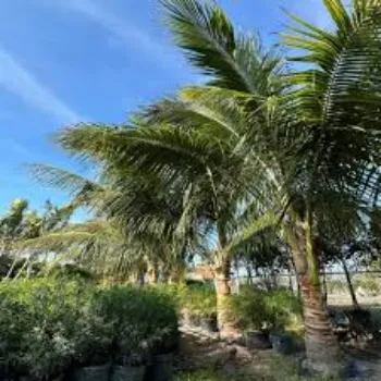 Common  Coconut Plant
