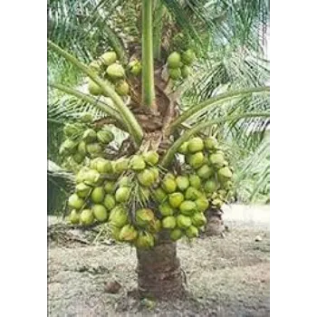 Natural Coconut Plant