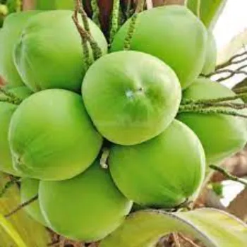 Natural Coconut Plant