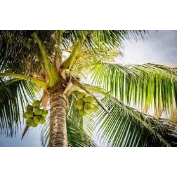 organic Coconut Plant
