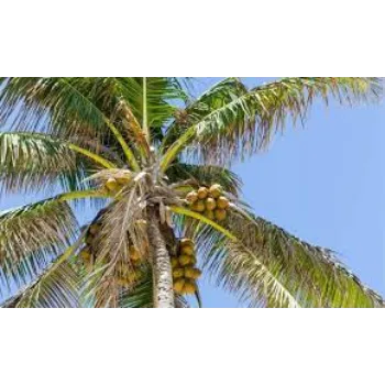 Natural Coconut Plant