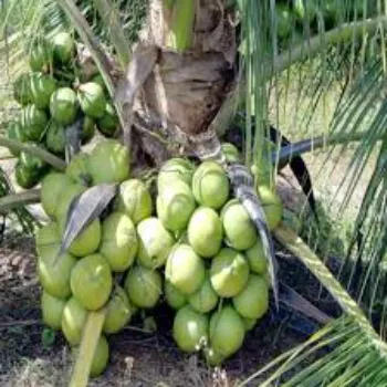 Natural Coconut Plant
