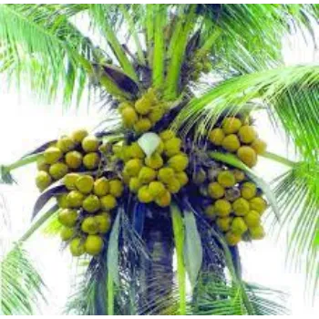 Organic   Coconut Plant