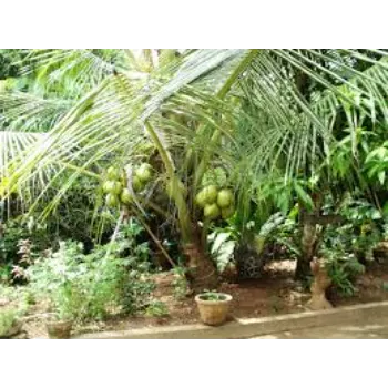 A Grade Coconut Plant