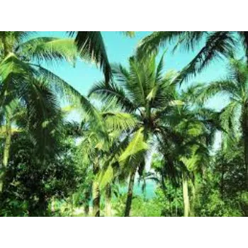 Coconut Plant