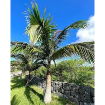 Natural Coconut Plant