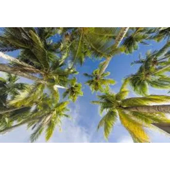 Natural Coconut Plant