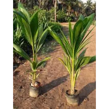 Natural Coconut Plant