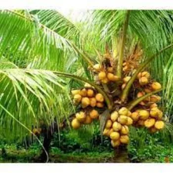 Organic Coconut Plants