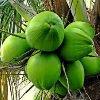 Fresh Coconut Plants