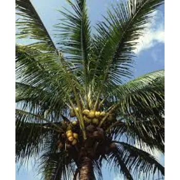 Common Coconut Plants