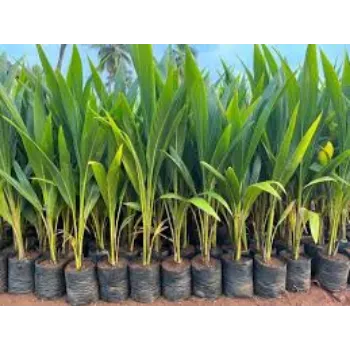 Organic Coconut Plant