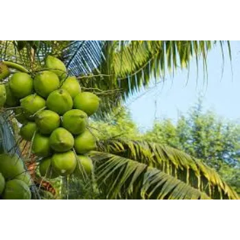 Natural Coconut Plants Manufacturer