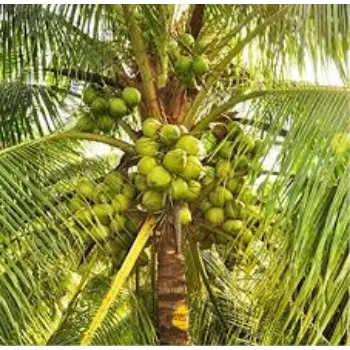 Organic coconut plant Manufacturer