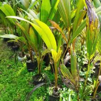 Organic Coconut Plant Manufacturer