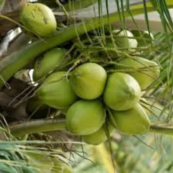 Organic coconut plant Manufacturer