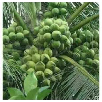 Natural Coconut Plant Exports & Imports