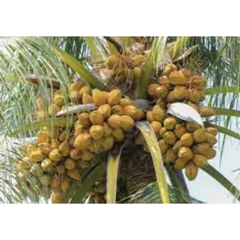 Organic Coconut Plants Manufacturer