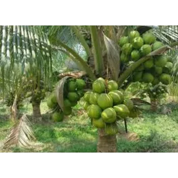 Fresh Coconut Plant Exporter