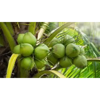 Natural Coconut Plants