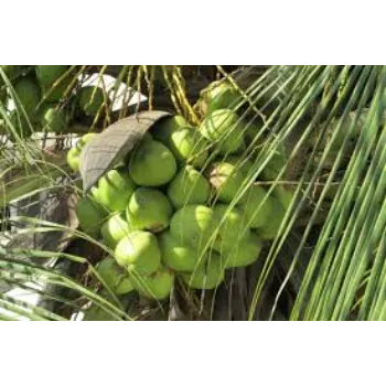 Organic Coconut Plants