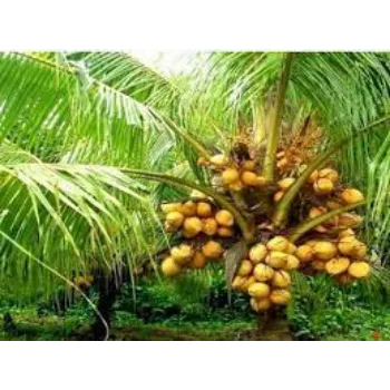 Natural Coconut Plants