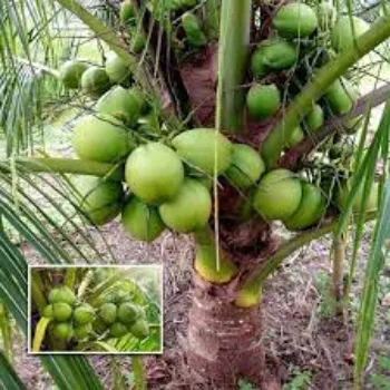 Natural Coconut Plants