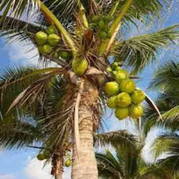 Organic Coconut Plants
