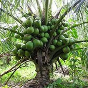 Organic Coconut Plants