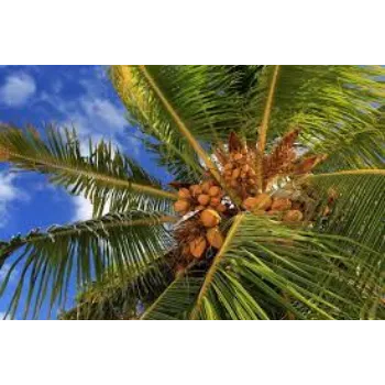 Natural Coconut Plants