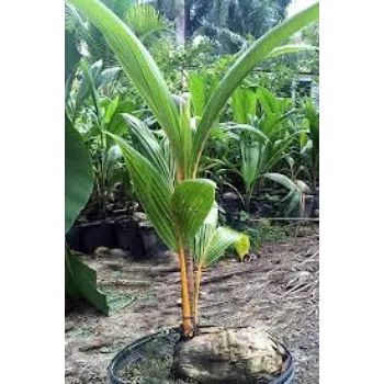 Organic Coconut Plants